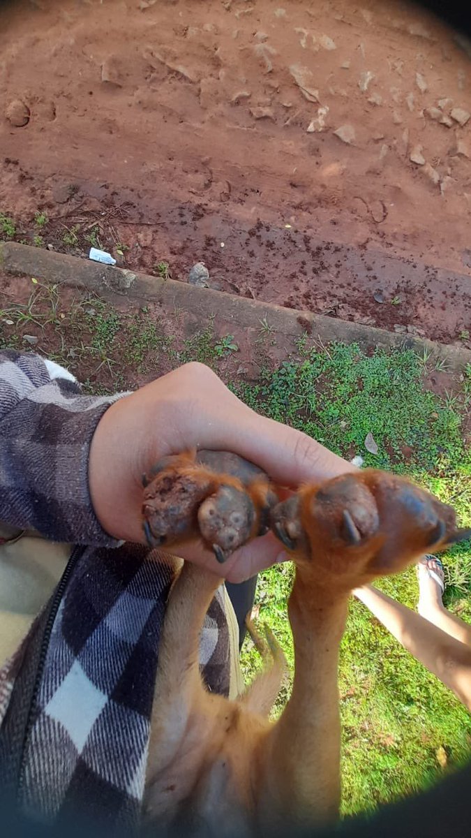 Tanta indiferencia duele. Necesitamos castración para la mamá, y atención veterinaria para ambos. Solo les pido que si sienten el caso por favor ayuden. 😭😭🙏🏻
ORTIZ RODAS ADRIANA JAZMIN
Banco Familiar 
CI 5639606 
N° de cuenta 81704569