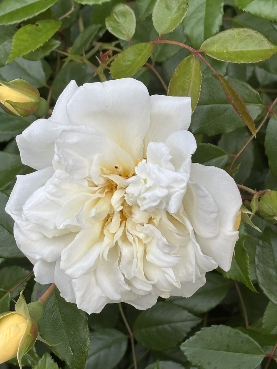 そっと咲く、白いバラ。