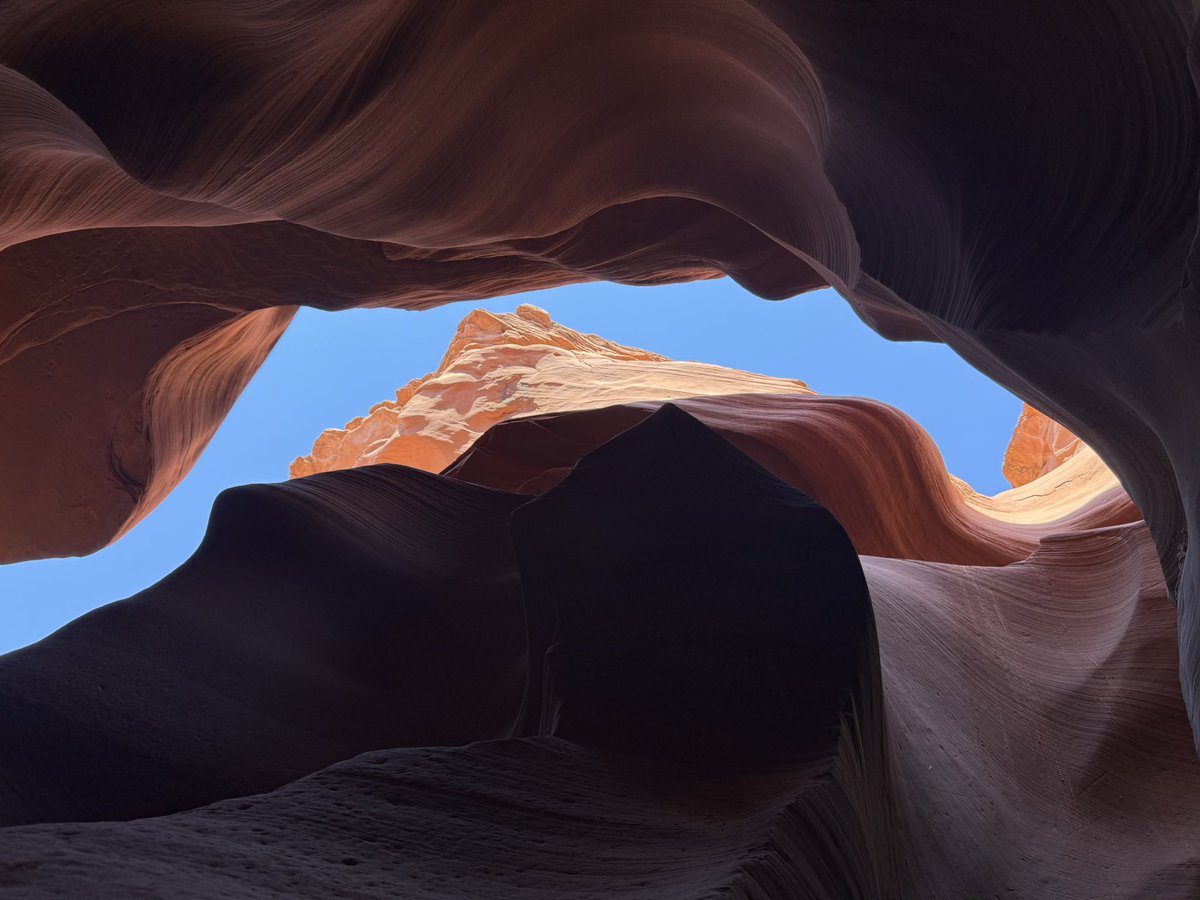 Antelope