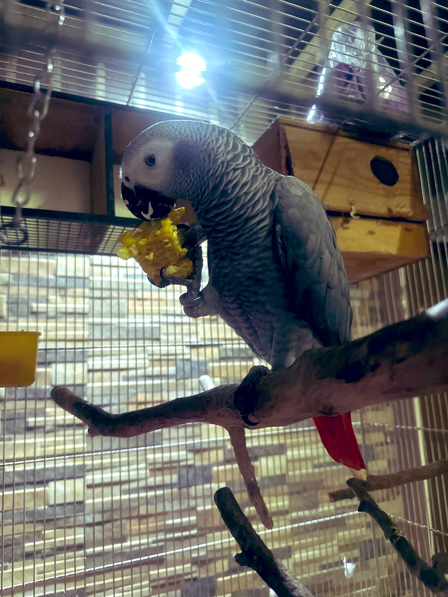 ALEX THE PARROT tweet media