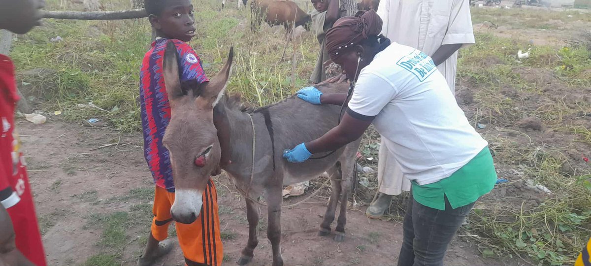 LiberiaAnimal's tweet image. They once suffered in silence—wounded, overworked, forgotten. LAWCS answered their cries. But now, we’re running out of meds, fuel &amp;amp; hope. Without urgent help, we may be forced to leave.
Donate now: liberiaanimalwelfaresociety.org
#SaveWorkingAnimals #SupportLAWCS  #DonateForAnimals