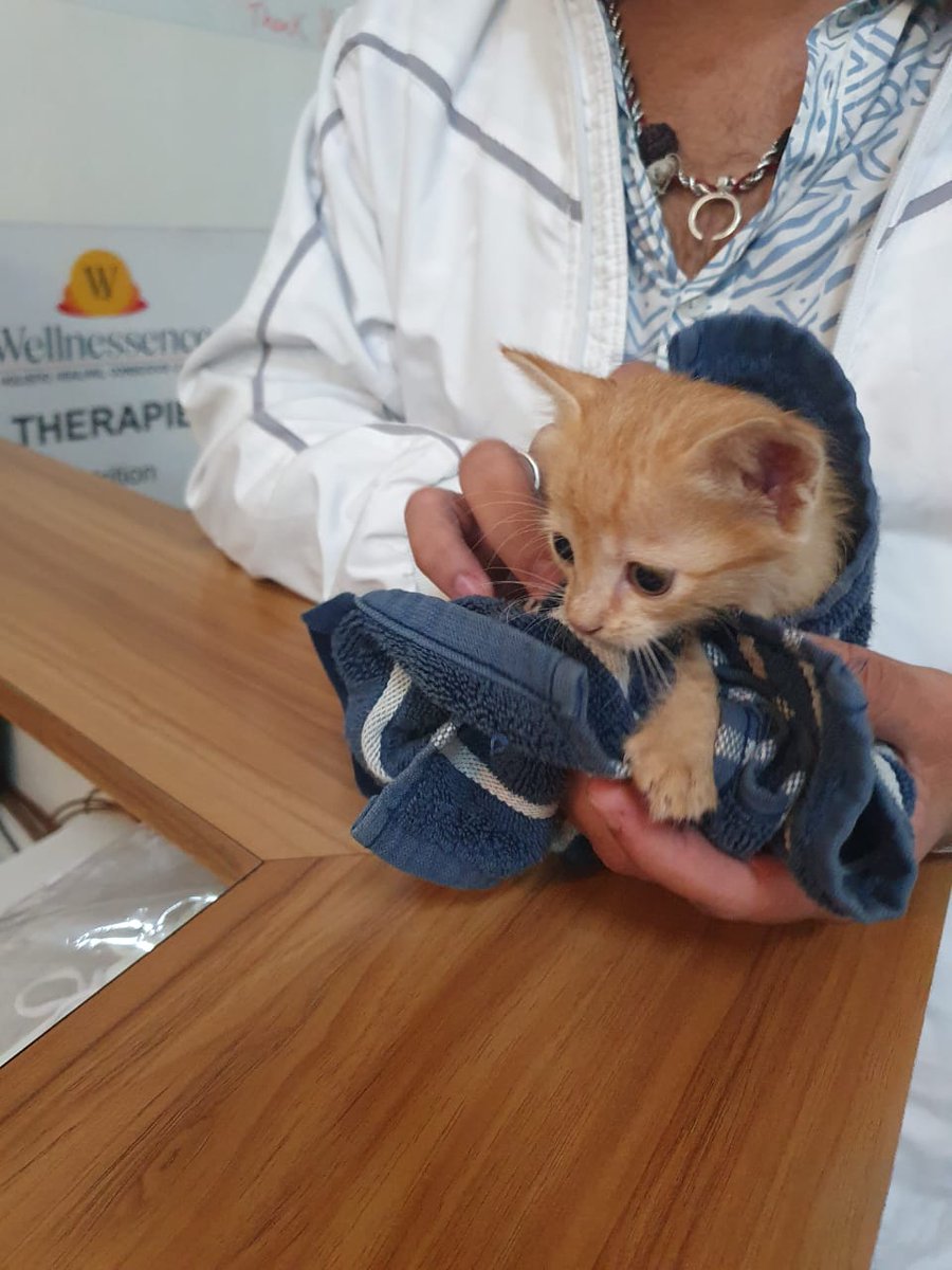 AntiReal123's tweet photo. #NeighborhoodWatch
#LivingThings
#animaloftheday
#AnimalLover
#Pune
#cat
Urgent #adoptionalert
Episode 7
Starring The Burrito
My doctor found her shivering in the #punerains and currently fostering her. She's up for urgent adoption. So, please reach out and spread the word. https://t.co/IUs1g5TwD1