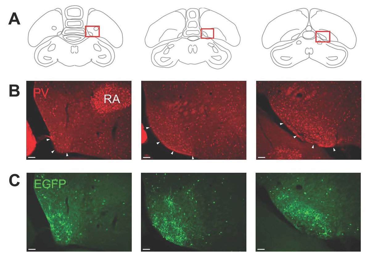 SfN Journals (@sfnjournals) on Twitter photo New in #JNeurosci: Fujii and Tanaka found a link between the amygdala and how zebra finches learn their birdsongs by imitating other zebra finches. <a href="/waseda_univ/">早稲田大学 Waseda University</a> jneurosci.org/lookup/DOI/10.… New in #JNeurosci: Fujii and Tanaka found a link between the amygdala and how zebra finches learn their birdsongs by imitating other zebra finches. <a href="/waseda_univ/">早稲田大学 Waseda University</a> jneurosci.org/lookup/DOI/10.…