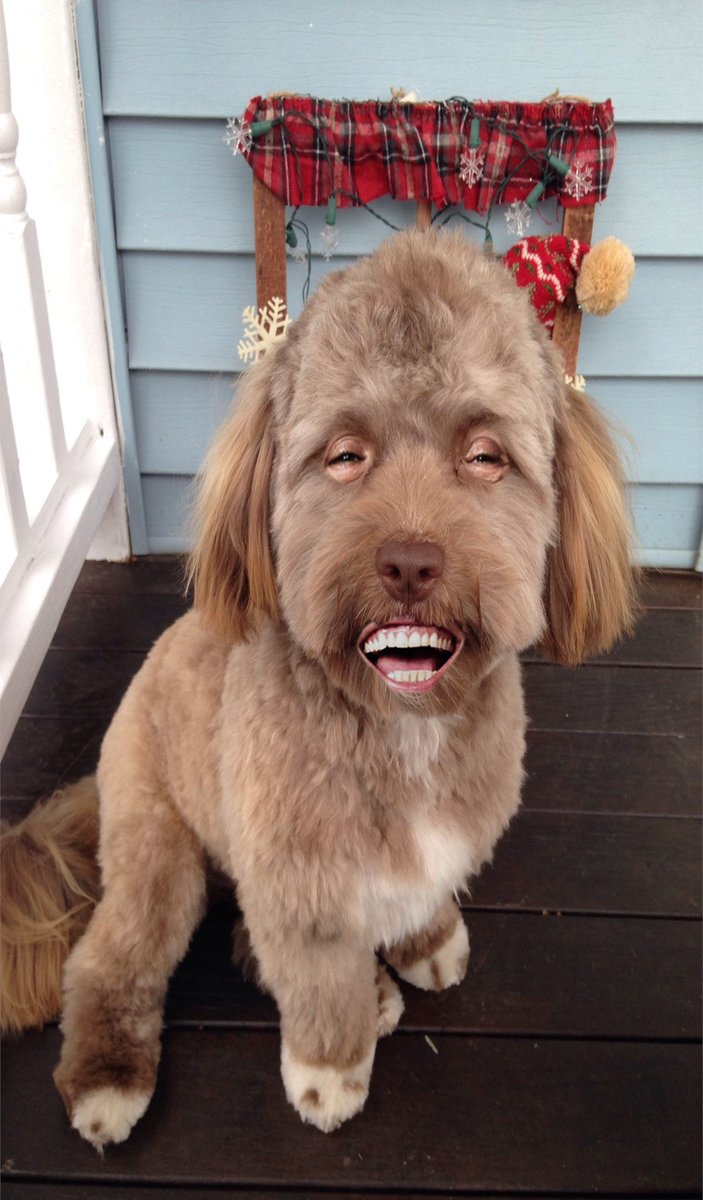 hound (@rekyuvenated) on Twitter photo 