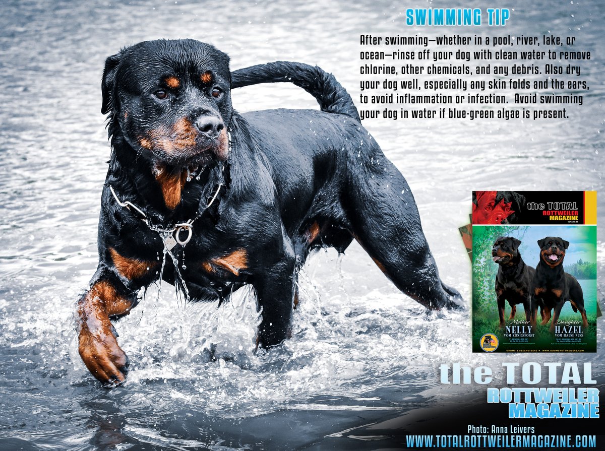 TTRMagazine's tweet image. Did you know that not all dogs are naturally gifted swimmers? Some dogs readily take to the water, while others may struggle or be fearful. A dog's ability to swim is influenced by his/her physical build and individual temperament. 
totalrottweilermagazine.com