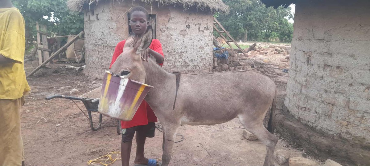 LiberiaAnimal's tweet image. They once suffered in silence—wounded, overworked, forgotten. LAWCS answered their cries. But now, we’re running out of meds, fuel &amp;amp; hope. Without urgent help, we may be forced to leave.
Donate now: liberiaanimalwelfaresociety.org
#SaveWorkingAnimals #SupportLAWCS  #DonateForAnimals