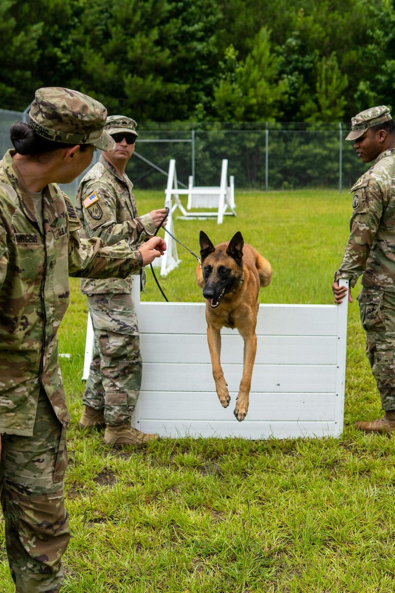 yourpoochprod's tweet photo. We remember ALL who served this #MemorialDay—two-legged &amp; four 🐾🇺🇸
Thank you from Your Pooch Products ❤️
👉 https://t.co/cvvX69Nlc2
20% off w/code blkfri1 + free shipping!
#K9Heroes #VeteranDogs #HonorThemAll #NeverForget #YourPoochProducts https://t.co/EaYIQwiB4d