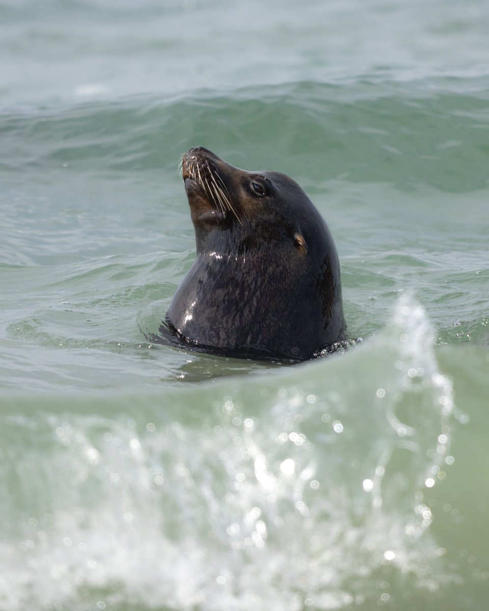 Let me see your close-ups of a wild animal in its natural habitat. 

Sea Lion 🦭 | Photographed from the beach in Southern California 🏖️
