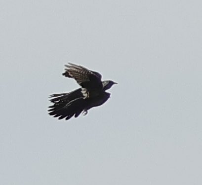 Simon (@sjr_herts) on Twitter photo Two cuckoos!, both males, chasing a female. A terrible photo, but wonderful to see 3 Cuckoos together near Hertford. <a href="/HMWTBadger/">Herts & Middlesex Wildlife Trust</a> <a href="/Hertsbirds/">Herts Bird News</a> Two cuckoos!, both males, chasing a female. A terrible photo, but wonderful to see 3 Cuckoos together near Hertford. <a href="/HMWTBadger/">Herts & Middlesex Wildlife Trust</a> <a href="/Hertsbirds/">Herts Bird News</a>
