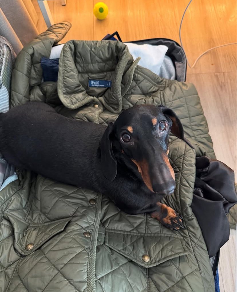 dachshund_usa21's tweet image. Elvis is 15 today !!
#dachshunds