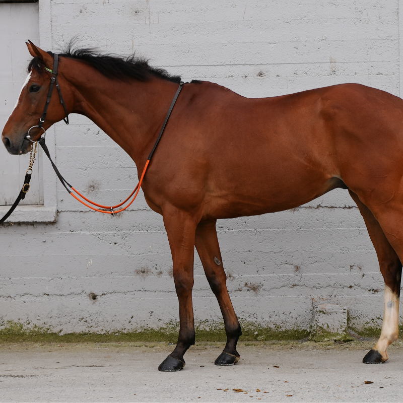 thorough_bid's tweet photo. GABBYS CROSS (Lot 9) - A classy individual who’s run with credit this season, consigned by @HenrydeBromhead.

🥇 Multiple winner over hurdles and fences
🏇 Winner at Galway Festival

#MaySale 🏵️ | WED 28 MAY