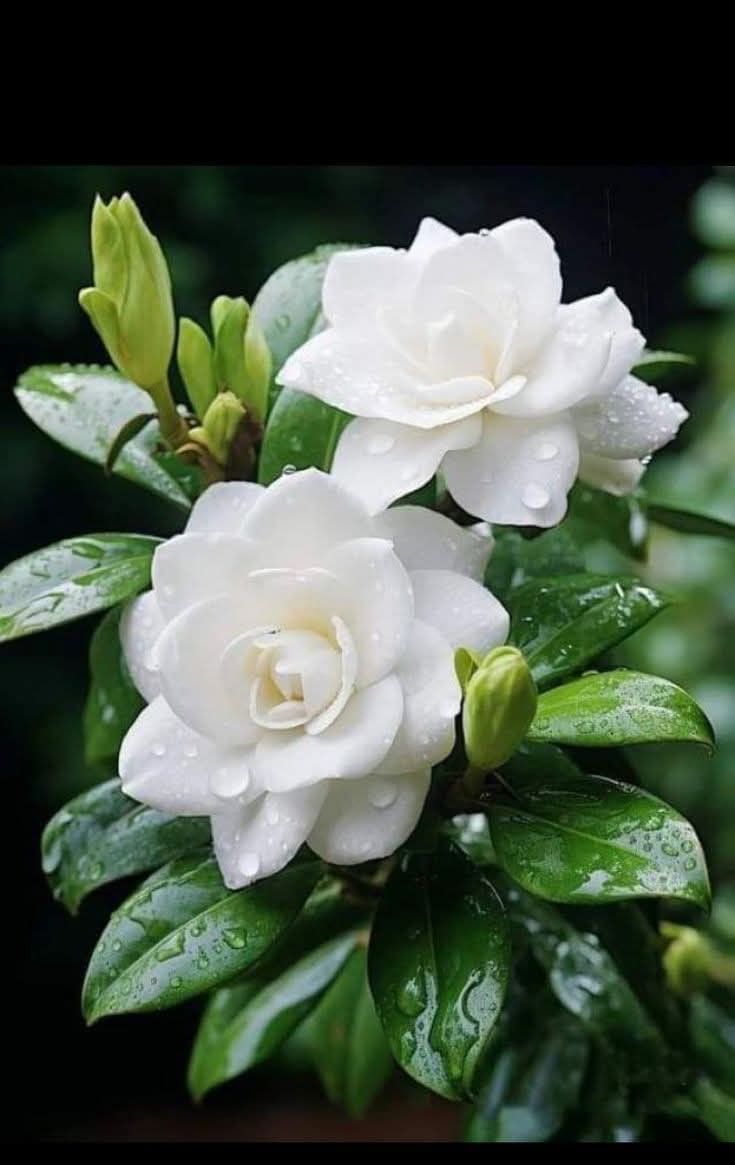 ✿𝖑𝖚𝖇𝖓𝖆 𝑨𝖑𝖎✿ (@lub_03) on Twitter photo #GPG🌹
<a href="/Lub_03/">✿𝖑𝖚𝖇𝖓𝖆 𝑨𝖑𝖎✿</a> <a href="/m81mh/">Muhammad Hilal</a> <a href="/Ghz97/">✪𝗚𝖍𝖆𝖟𝖆𝖑𝖆𝖍 𝗦𝖆𝖉𝖆𝖋✪</a>
<a href="/Ozlerntr/">ÖzleⓂ️ 𝕏☪︎#Nika -ོ 🕯️🥶</a> <a href="/1Aara_/">○° آراءخان°○</a> <a href="/Trq88/">✍︎⸙𝐓αɾιϙ 𝐌υɾƚαȥα࿈</a>
<a href="/glmsjd/">𝑺𝒂𝒋𝒋𝒂𝒅 ✨</a> <a href="/mne_oz/">özleⓂ️#Nika -ོ 🫶𓅱ོ-</a> <a href="/Fat9T/">Arshia🍂🥀</a>
<a href="/Mir44_/">Sᴍoͥkeͣrͫ ོ 🦅</a> <a href="/shd0016/">Shahid</a>
<a href="/IG803/">𝕀𝕜𝕙𝕝𝕒𝕢 𝔾𝕠𝕟𝕕𝕒𝕝</a> <a href="/anm40/">Anam Kanwal</a>
<a href="/TSC143_/">آفیسرز</a>
<a href="/dana_pti/">Danakhan..💝</a>
<a href="/Q_paro1/">𝒬𝓊𝑒𝑒𝓃ꪫꤪꤨ𝒫𝓇𝑜𝓂𝑜♟️</a>
<a href="/AS1k34/">Abrish khan</a>
<a href="/Hfz672/">Hafeez❤🖤💚</a>
<a href="/As_t40/">𝐀 𝐒𝐚𝐭𝐭𝐚𝐫</a>
<a href="/PRx9k/">𝑷𝒓𝒊𝒏𝒄𝒆𝒔𝒔 𝑹𝒐𝒔𝒆❖</a>
<a href="/Hfz48/">Hᴀғᴇᴇᴢᴀʜ Aᴋʙᴀʀ</a>
<a href="/b_z_zl/">ابومحمد🇾🇪🇵🇸(مقيدلاتلغي)</a>
<a href="/IK151/">𝕊ʜᴇʀᴅɪʟ 🇵🇰 IK</a>
<a href="/6kshf/">Syed Kashif 2</a>
<a href="/IK54_/">ℳ𝓐 𝖑𝖎𝖐 𝓢𝓪𝓙𝓙𝓪𝓝 ᶦᵏᶠ</a>
<a href="/_sv_22/">Zeenia</a>
<a href="/1GPTI/">🅖🅤🅛🙋♀️</a>
<a href="/11usx/">Մsตαղ Ⓒɦeeɱα✪</a> <a href="/asf_71/">S Rahe</a>
<a href="/Pti7k/">𝐿𝒶v𝑒𝑒𝓏𝒶_🍃</a> <a href="/1GPTI/">🅖🅤🅛🙋♀️</a>
<a href="/Ozlerntr/">ÖzleⓂ️ 𝕏☪︎#Nika -ོ 🕯️🥶</a> <a href="/Ghz79/">❃ 𝔾𝕙𝕒𝕫𝕒𝕝𝕒𝕙 𝕊𝕒𝕕𝕒𝕗 ❃</a>
<a href="/m80mh/">Muhammad Hilal</a> <a href="/Ghz21/">⍟𝐆𝐡𝐚𝐳𝐚𝐥𝐚 𝐒𝐚𝐝𝐚𝐟⍟</a> #GPG🌹
<a href="/Lub_03/">✿𝖑𝖚𝖇𝖓𝖆 𝑨𝖑𝖎✿</a> <a href="/m81mh/">Muhammad Hilal</a> <a href="/Ghz97/">✪𝗚𝖍𝖆𝖟𝖆𝖑𝖆𝖍 𝗦𝖆𝖉𝖆𝖋✪</a>
<a href="/Ozlerntr/">ÖzleⓂ️ 𝕏☪︎#Nika -ོ 🕯️🥶</a> <a href="/1Aara_/">○° آراءخان°○</a> <a href="/Trq88/">✍︎⸙𝐓αɾιϙ 𝐌υɾƚαȥα࿈</a>
<a href="/glmsjd/">𝑺𝒂𝒋𝒋𝒂𝒅 ✨</a> <a href="/mne_oz/">özleⓂ️#Nika -ོ 🫶𓅱ོ-</a> <a href="/Fat9T/">Arshia🍂🥀</a>
<a href="/Mir44_/">Sᴍoͥkeͣrͫ ོ 🦅</a> <a href="/shd0016/">Shahid</a>
<a href="/IG803/">𝕀𝕜𝕙𝕝𝕒𝕢 𝔾𝕠𝕟𝕕𝕒𝕝</a> <a href="/anm40/">Anam Kanwal</a>
<a href="/TSC143_/">آفیسرز</a>
<a href="/dana_pti/">Danakhan..💝</a>
<a href="/Q_paro1/">𝒬𝓊𝑒𝑒𝓃ꪫꤪꤨ𝒫𝓇𝑜𝓂𝑜♟️</a>
<a href="/AS1k34/">Abrish khan</a>
<a href="/Hfz672/">Hafeez❤🖤💚</a>
<a href="/As_t40/">𝐀 𝐒𝐚𝐭𝐭𝐚𝐫</a>
<a href="/PRx9k/">𝑷𝒓𝒊𝒏𝒄𝒆𝒔𝒔 𝑹𝒐𝒔𝒆❖</a>
<a href="/Hfz48/">Hᴀғᴇᴇᴢᴀʜ Aᴋʙᴀʀ</a>
<a href="/b_z_zl/">ابومحمد🇾🇪🇵🇸(مقيدلاتلغي)</a>
<a href="/IK151/">𝕊ʜᴇʀᴅɪʟ 🇵🇰 IK</a>
<a href="/6kshf/">Syed Kashif 2</a>
<a href="/IK54_/">ℳ𝓐 𝖑𝖎𝖐 𝓢𝓪𝓙𝓙𝓪𝓝 ᶦᵏᶠ</a>
<a href="/_sv_22/">Zeenia</a>
<a href="/1GPTI/">🅖🅤🅛🙋♀️</a>
<a href="/11usx/">Մsตαղ Ⓒɦeeɱα✪</a> <a href="/asf_71/">S Rahe</a>
<a href="/Pti7k/">𝐿𝒶v𝑒𝑒𝓏𝒶_🍃</a> <a href="/1GPTI/">🅖🅤🅛🙋♀️</a>
<a href="/Ozlerntr/">ÖzleⓂ️ 𝕏☪︎#Nika -ོ 🕯️🥶</a> <a href="/Ghz79/">❃ 𝔾𝕙𝕒𝕫𝕒𝕝𝕒𝕙 𝕊𝕒𝕕𝕒𝕗 ❃</a>
<a href="/m80mh/">Muhammad Hilal</a> <a href="/Ghz21/">⍟𝐆𝐡𝐚𝐳𝐚𝐥𝐚 𝐒𝐚𝐝𝐚𝐟⍟</a>