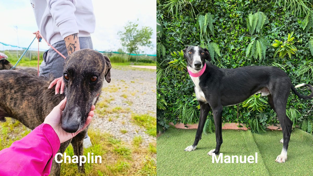 Network4Animals's tweet photo. Your support helped us & our partner, #GalgosdelSur, rescue 6 abused, neglected dogs in #Spain after they were abandoned by hunters to die. Thank you for helping us give these traumatized animals a second chance at life. Continue supporting our work here: https://t.co/jYJEERY31D https://t.co/3iQ4isv7tp