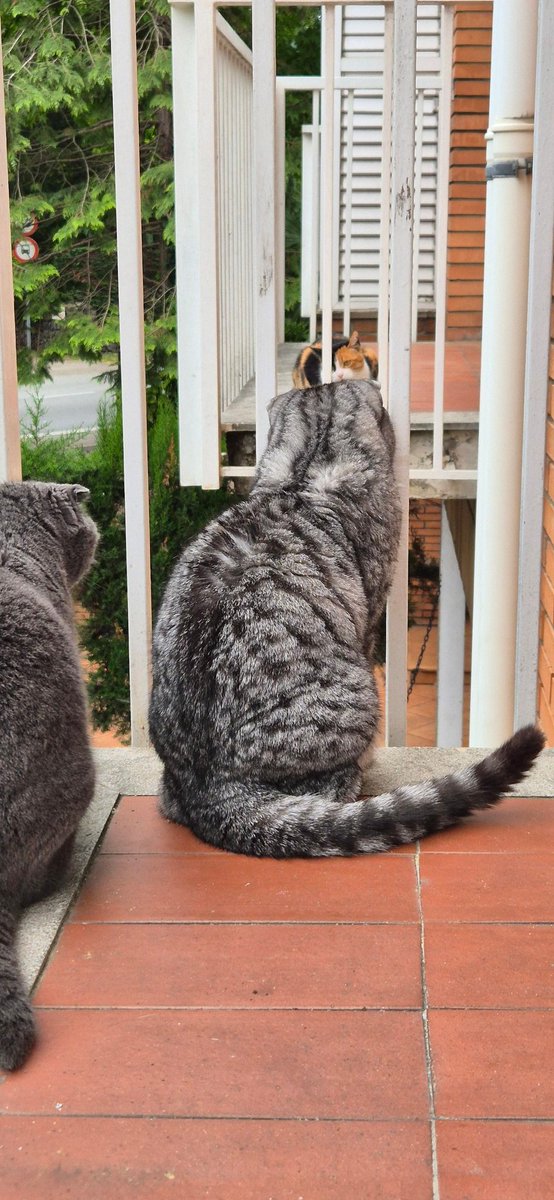 adriana_czm_'s tweet photo. Semne sau doar vor sa îmi facă în ciudă... #SimbaTheCat s-a dus cu mă-sa #NaiaTheCat la întâlnire cu #ReinaTheCat ... #relațieladistanță 😅😀 https://t.co/BRtDaJfPGe