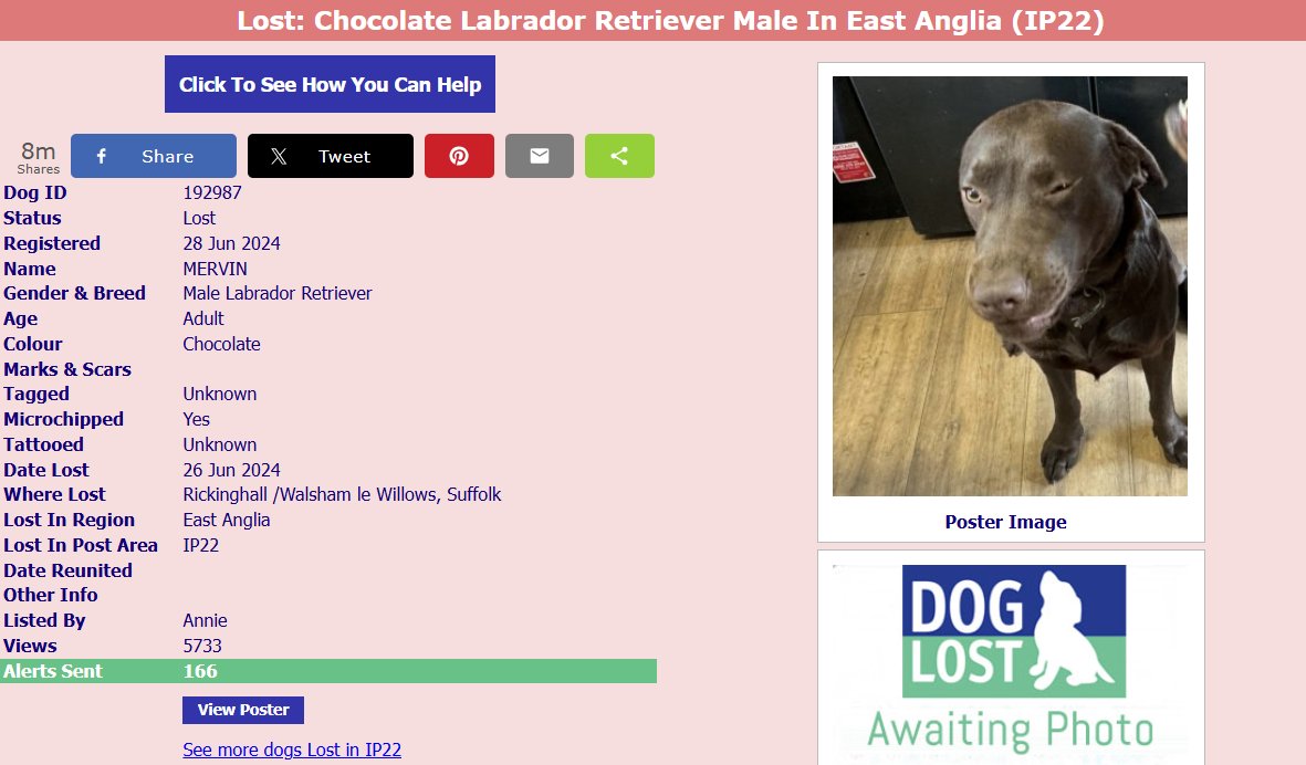tlander93's tweet image. #Mervin #ChocolateLab #Rickinghall #Suffolk @DogLostUK @MissingPetsGB @HunnyJax @WittmanHelga @EADT24 @BBCSuffolk  Nearly a year and nothing.