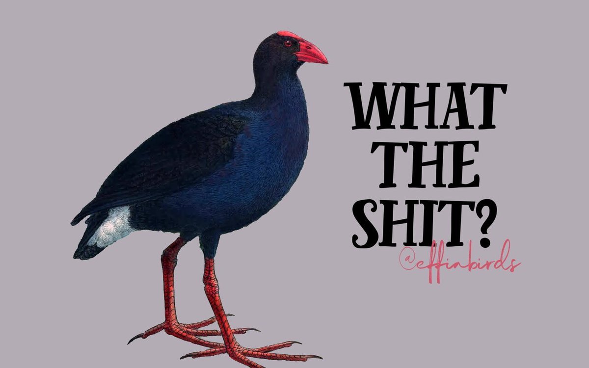Effin' Birds tweet media