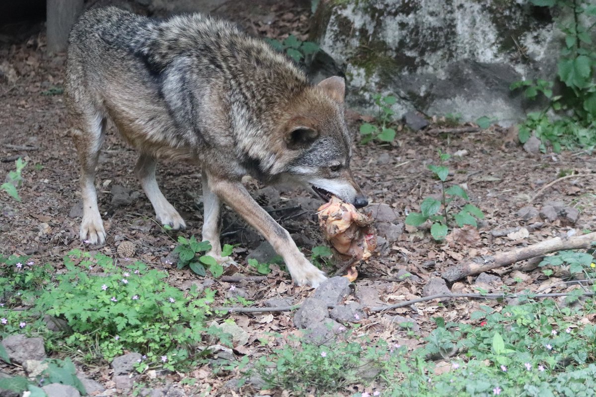 de PEYROLLE tweet media