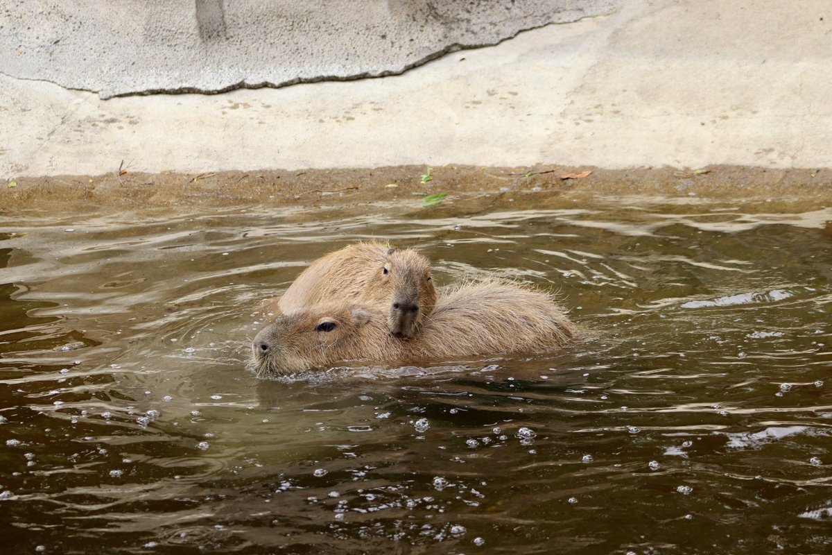 de PEYROLLE tweet media