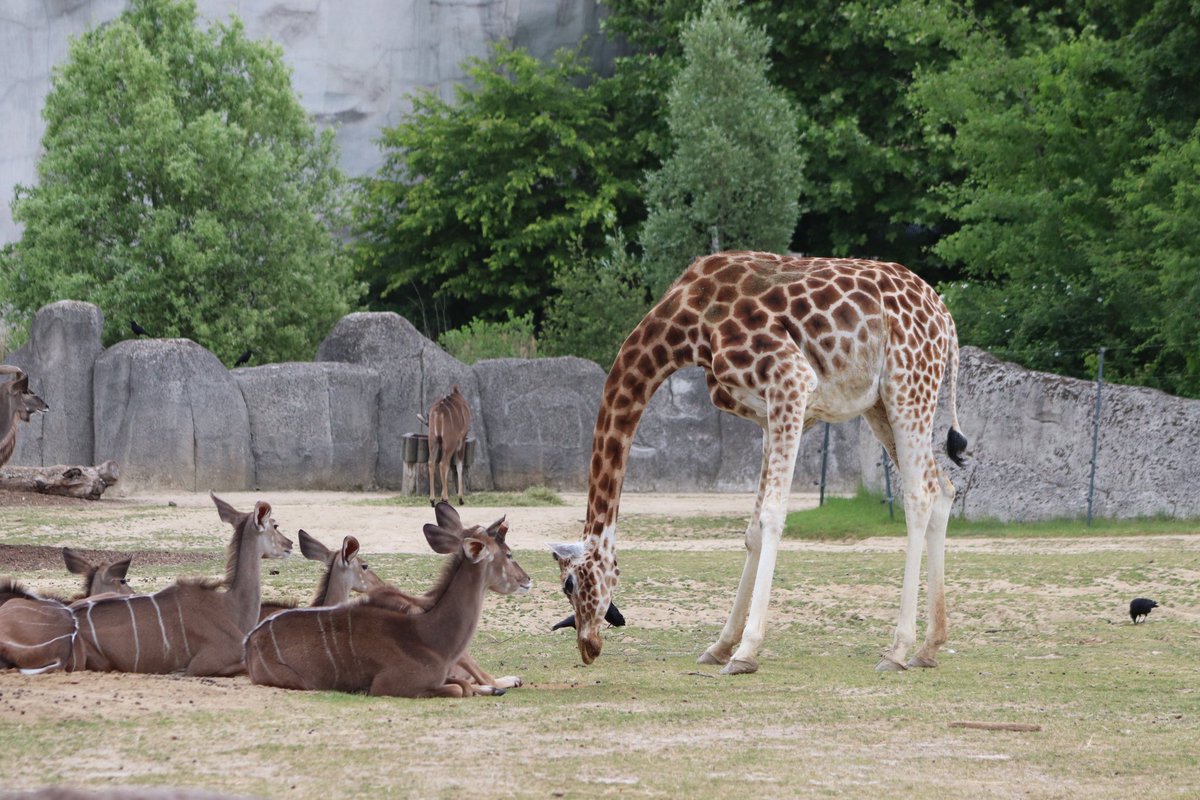 de PEYROLLE tweet media