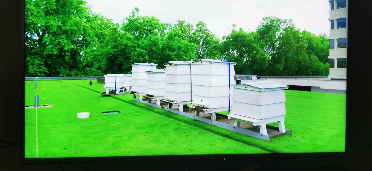 Disappointing that a TV show on the 270 Bee Species in Britain spends half the time promoting Honey Bees and giving air time to a hotel in London (the worst environment to have Hives competing with our native Bees for scarce nectar) on a <a href="/Shitlawns/">Shit Lawns</a>. #TheSecretLifeOfBees #Channel5
