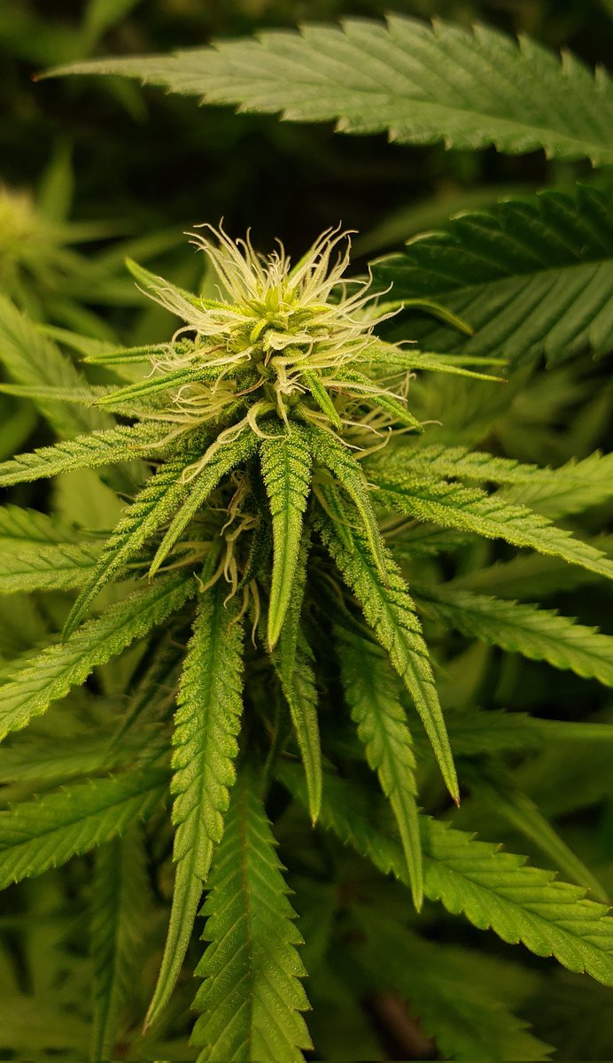 congogrowshop's tweet photo. 🌿 Semana 4 de flora ya en los libros

#autocultivo #reprocann #Cannabis https://t.co/cnbyiL9jcW