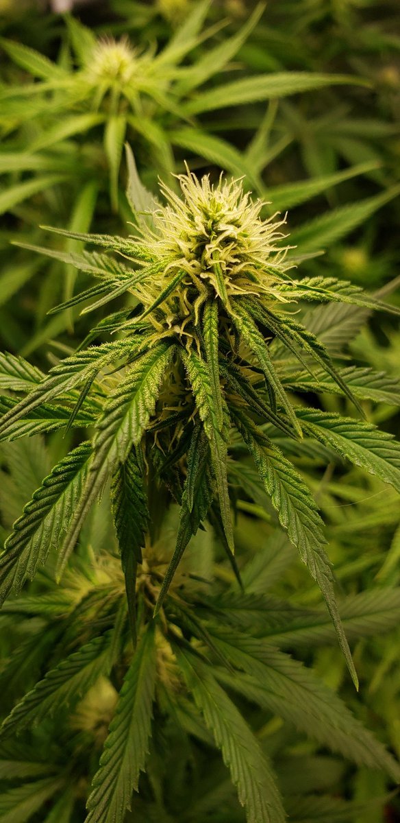 congogrowshop's tweet photo. 🌿 Semana 4 de flora ya en los libros

#autocultivo #reprocann #Cannabis https://t.co/cnbyiL9jcW