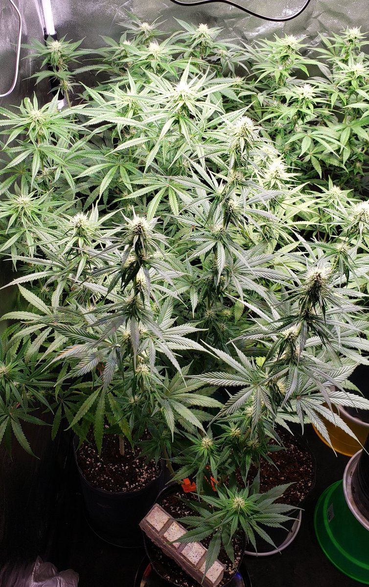 congogrowshop's tweet photo. https://t.co/yBzuaiRy94