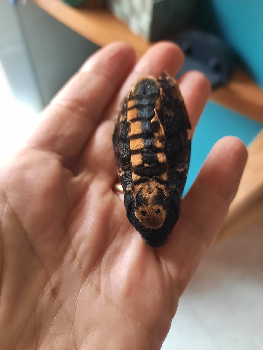 PiqueMerce's tweet image. Ara no se que pensar.... m'acabo de topar amb un #borinotdelamort. Dràcula en parlava i a El silènci dels anyells també hi sortia. Es espectacular!! @naturaleza1clic @MeteoBarrufet @agentsruralscat