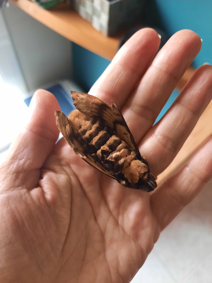 PiqueMerce's tweet image. Ara no se que pensar.... m'acabo de topar amb un #borinotdelamort. Dràcula en parlava i a El silènci dels anyells també hi sortia. Es espectacular!! @naturaleza1clic @MeteoBarrufet @agentsruralscat