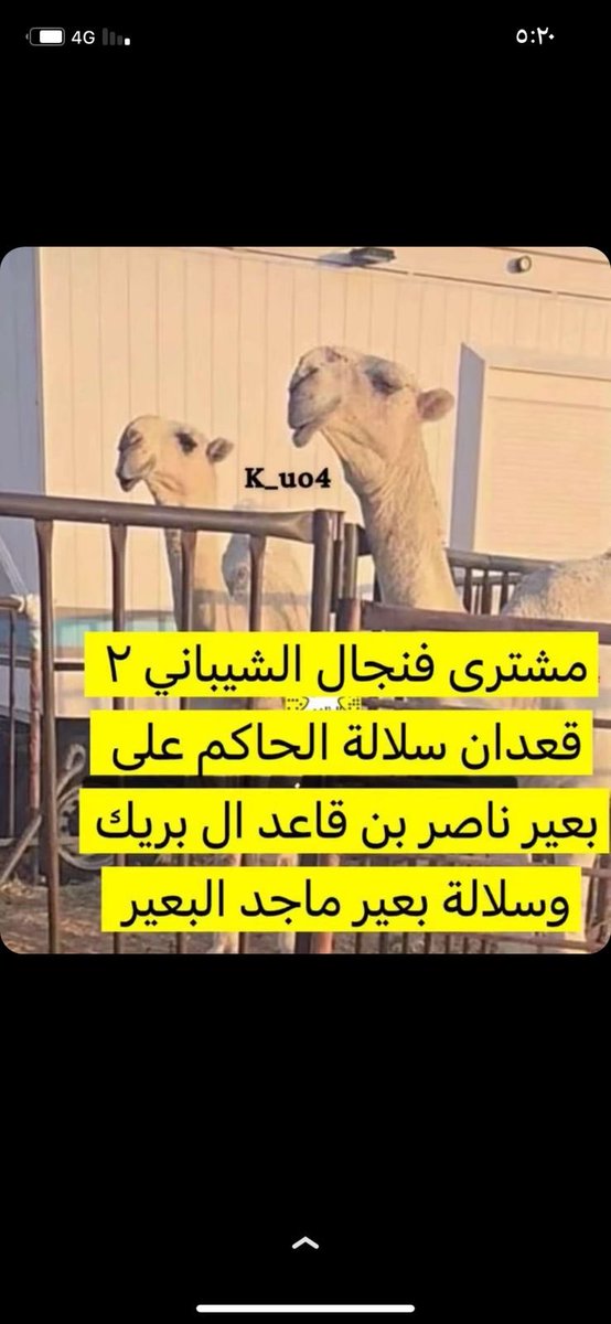 shgigh's tweet photo. فنجال #الشيباني ثابت والبقيه متحركون 

🔥🔥🔥🔥🔥🔥🔥🔥🔥🔥🔥 https://t.co/cB2kbpGABm