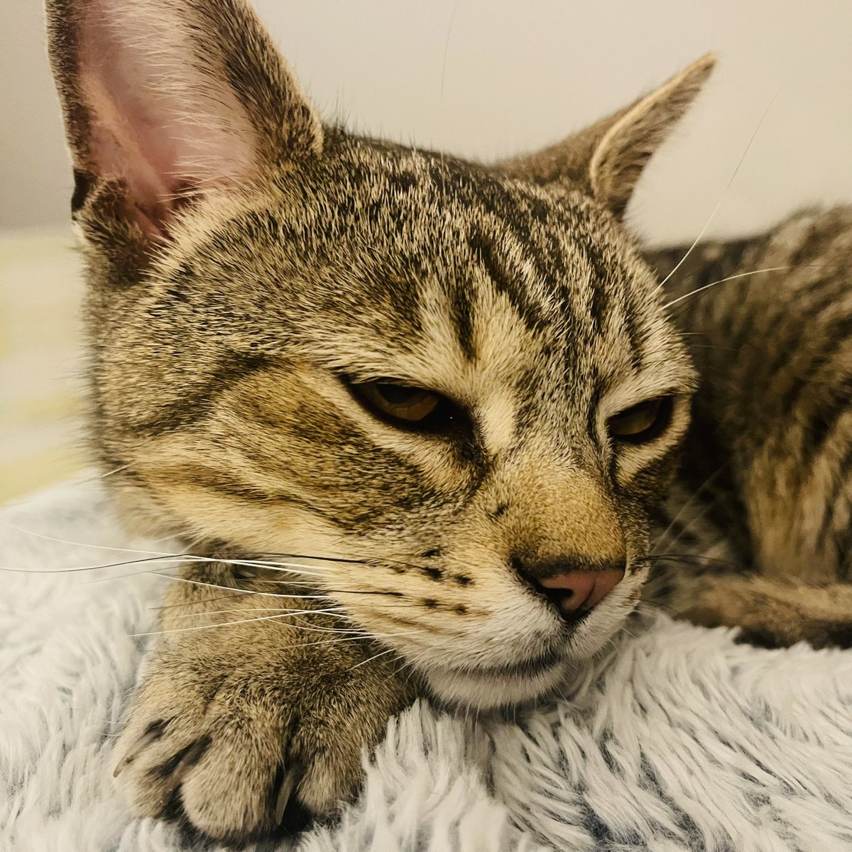 NinnyCat's tweet photo. Hurry up Mum and get home now! I may or may not be causing needless worry with our neighbour who is feeding me. She's seen me around maybe digging in the 🥕 Shh 😹 But I don't come to her when called. She doesn't realise us cats do as we wish not at a human's call! #Tabby https://t.co/0CRRRHaiD0