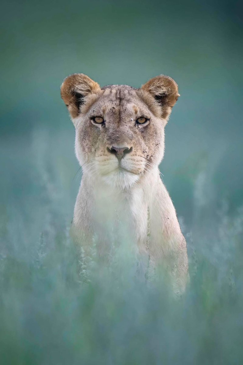 Stunning lioness photographed near watering hole at Kgalagadi Transfrontier
Park, South Africa. Credit to Safari Nest