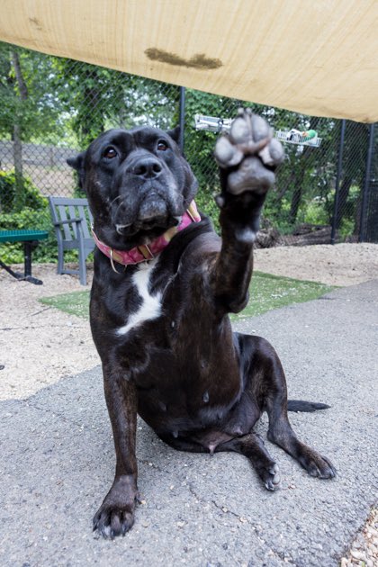 Rescue Dogs Rock, D.C. 🐾🐾🇺🇸 tweet media