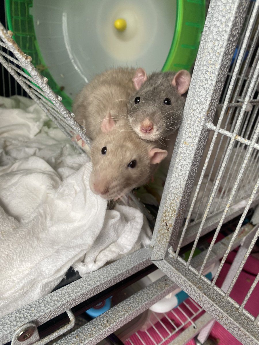 undeadSinker's tweet photo. and here are my curly boys :) #rexrats https://t.co/b4UpqX3WkR