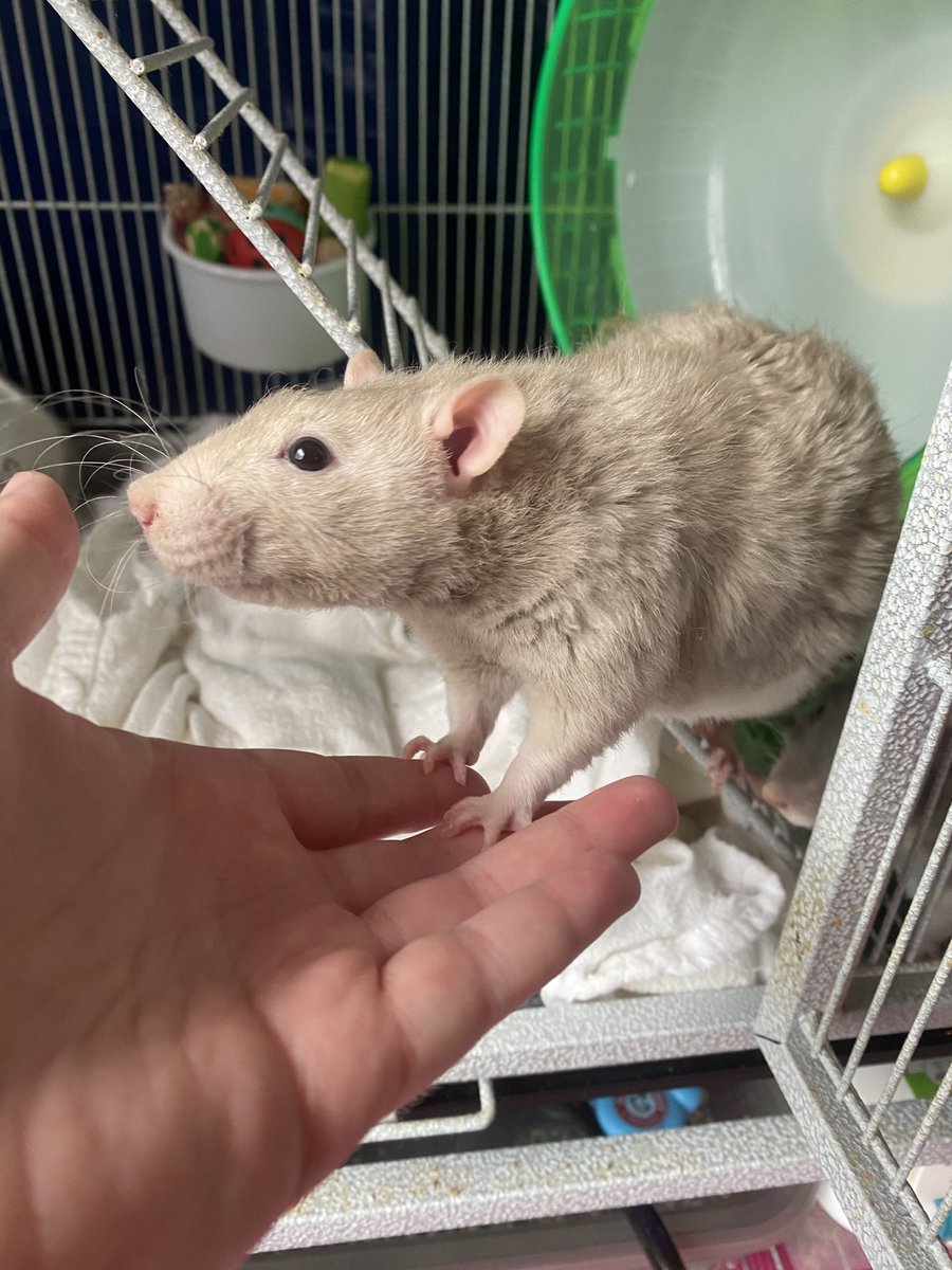 undeadSinker's tweet photo. and here are my curly boys :) #rexrats https://t.co/b4UpqX3WkR