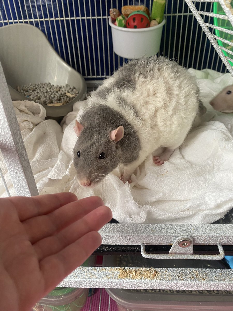 undeadSinker's tweet photo. and here are my curly boys :) #rexrats https://t.co/b4UpqX3WkR