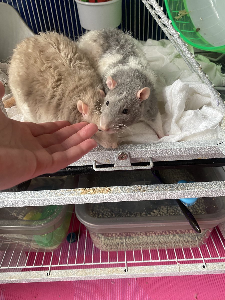 undeadSinker's tweet photo. and here are my curly boys :) #rexrats https://t.co/b4UpqX3WkR