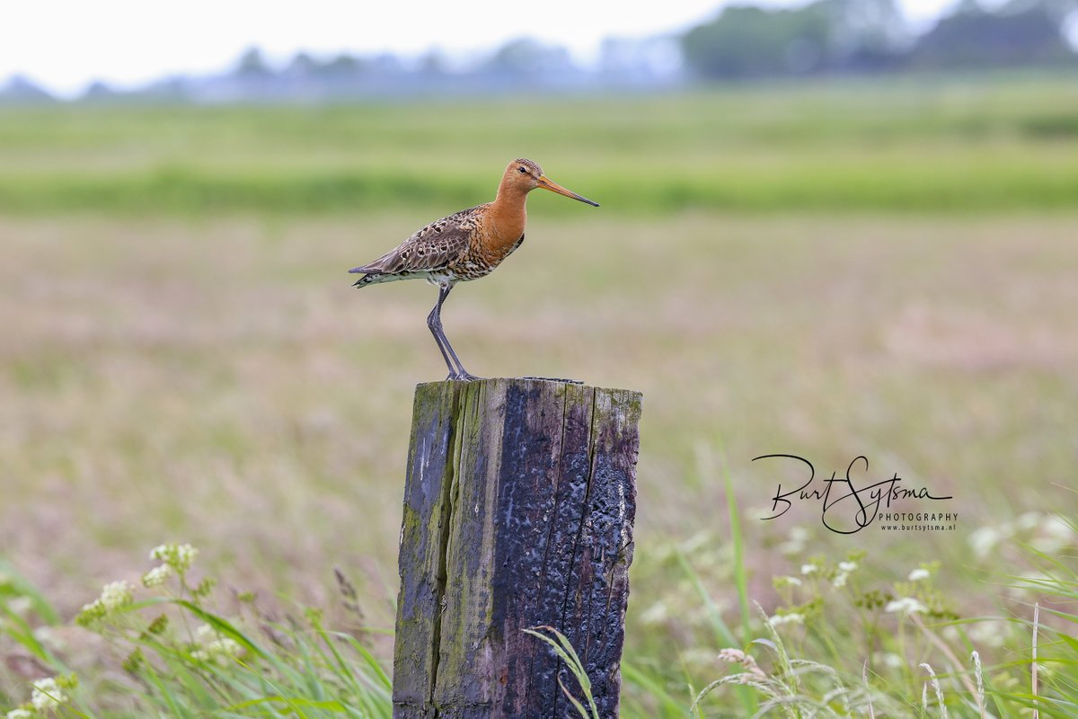 De "kening fan e greide" #grutto Als ik zo om me heen kijk lijkt het dit jaar beter te gaan met deze mooie vogel.