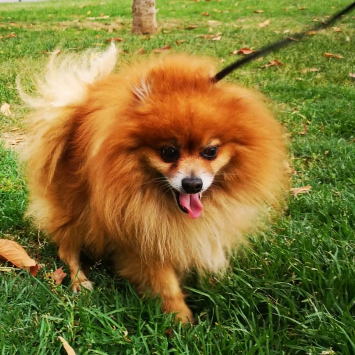 SosAbuelos1's tweet photo. Solo #Barcelona y alrededores
Contacto: solo WhatsApp 619 77 22 45
#CHANE tiene 7 años y ya ha sido abandonado dos veces; primero fue comprado, a los dos años regalado a unos vecinos, y después de cinco años... cedido a la prote.
¡Chane no es un capricho!, y necesita cuidados, salir, amor, buena alimentación, una familia que le quiera y le atienda.
Le encanta pasear, los mimos, es sociable con otros perros.
Buscamos adopción para siempre, ¡que nunca más piense que estorba!.