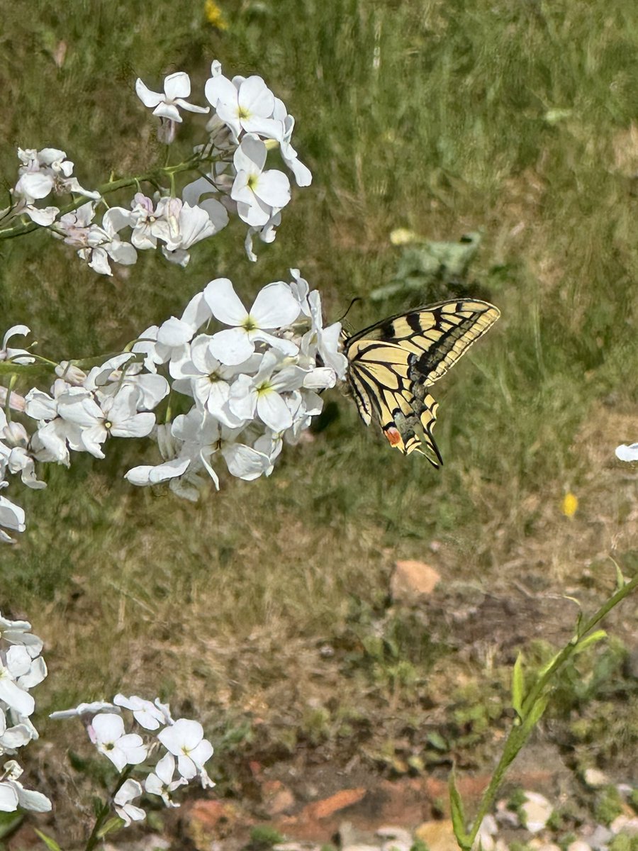 Despite the wind and overcast conditions it was great to see at least 3 swallowtails at RSPB Strumpshaw Fen today.. this one the most oblidging of them <a href="/savebutterflies/">Butterfly Conservation 🦋</a> <a href="/RSPB_Strumpshaw/">RSPB Strumpshaw Fen</a> #iphonepic