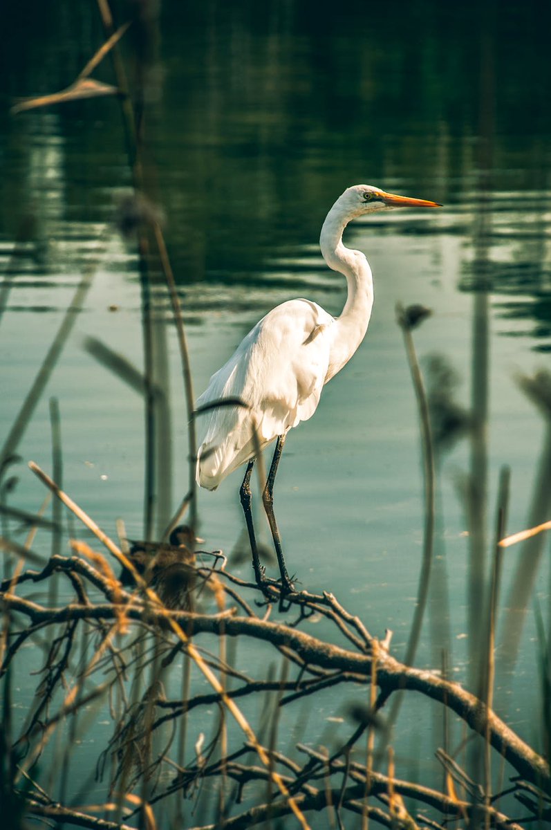 Here's another increasingly common site on the Derwent and its tributaries like the Markeaton Brook...an Egret!

With an ultra quiet, zero emission electric boat you can get much closer to the wildlife without disturbing it.