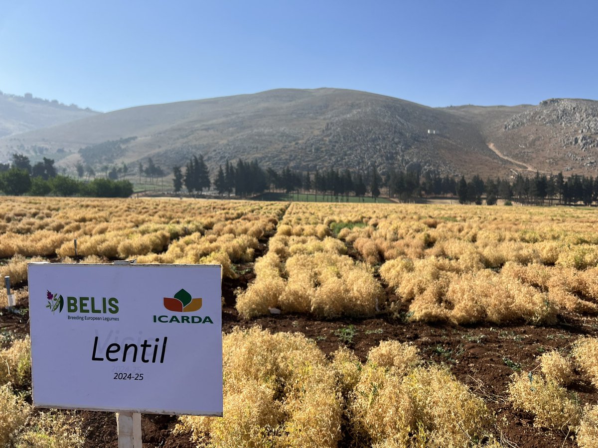 Proud to share a glimpse of our Vicia, Lentil, and Faba bean trials at ICARDA Terbol under the #BELIS project — the result of months of collaboration and dedication toward a more food-secure future. 
<a href="/DiegoRubiales_/">Diego Rubiales</a> <a href="/fouadmaalouf/">fouad maalouf</a> <a href="/ShivKAgrawal/">Shiv Agrawal</a> #BELIS #ICARDA #LEBANON #FoodLegumes