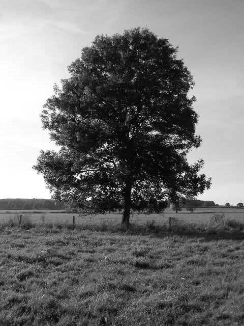 "tree" from twitter post "dinner with this tree or $7" has sadly passed away at age 141 💔