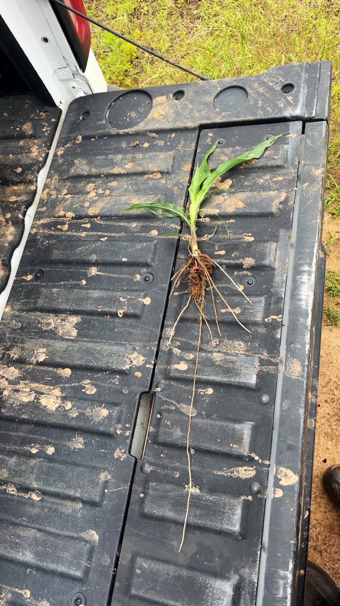 sfilbert13's tweet image. Pretty good early root pull. Surpassed the bottom of the strip. What do you guys think? @ChrisK_Banded @bandedagllc