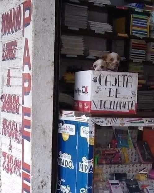 DiloConPerritos's tweet photo. La papelería de mi barrio cuenta con un alto sistema de vigilancia https://t.co/aMsKfaU2Ub