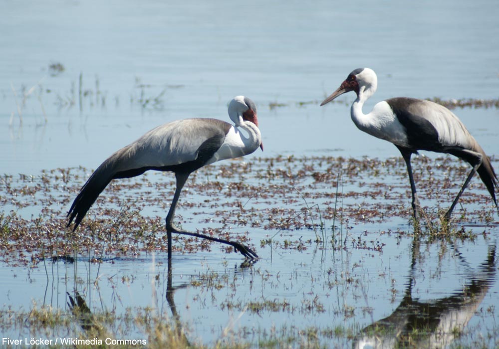 La Grue caronculée n’est plus considérée comme étant en danger critique d’extinction en Afrique du Sud ➡️ Cliquez sur ce lien pour en savoir plus : ornithomedia.com/breves/la-grue…
#oiseaux #birds #ornithologie #ornithomedia #ornithology