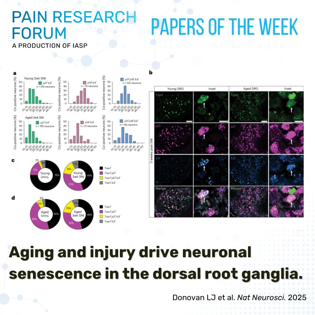 IASP (@iasppain) on Twitter photo Let us know what you think about this recent #PapersoftheWeek #EditorsPick from <a href="/LaurenJDonovan/">Lauren Donovan</a> et al. and <a href="/NatureNeuro/">Nature Neuroscience</a> about the susceptibility of the PNS to neuronal senescence in aged populations bit.ly/4jdruh6 #PRF Let us know what you think about this recent #PapersoftheWeek #EditorsPick from <a href="/LaurenJDonovan/">Lauren Donovan</a> et al. and <a href="/NatureNeuro/">Nature Neuroscience</a> about the susceptibility of the PNS to neuronal senescence in aged populations bit.ly/4jdruh6 #PRF