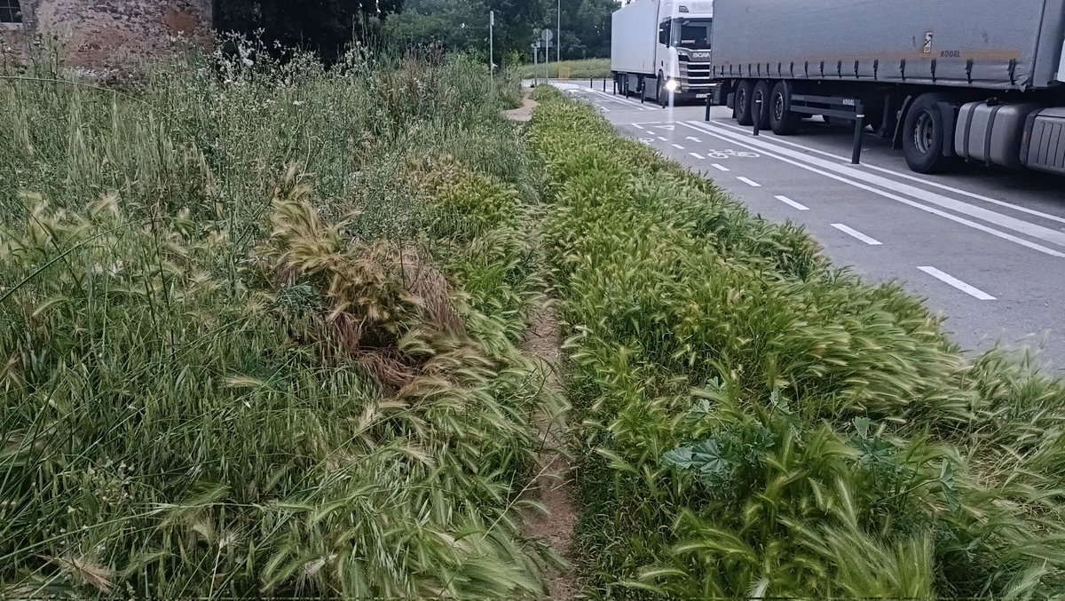 vicvazbal94's tweet image. Bona tarda @Girona_Cat @llsalellasvilar @GuanyemGirona @sergicot, sobre el tema de males herbes, podrieu mirar el sector de Domeny? No s'hi pot córrer en un espai que vau "estrenar" fa un mes. Gràcies!