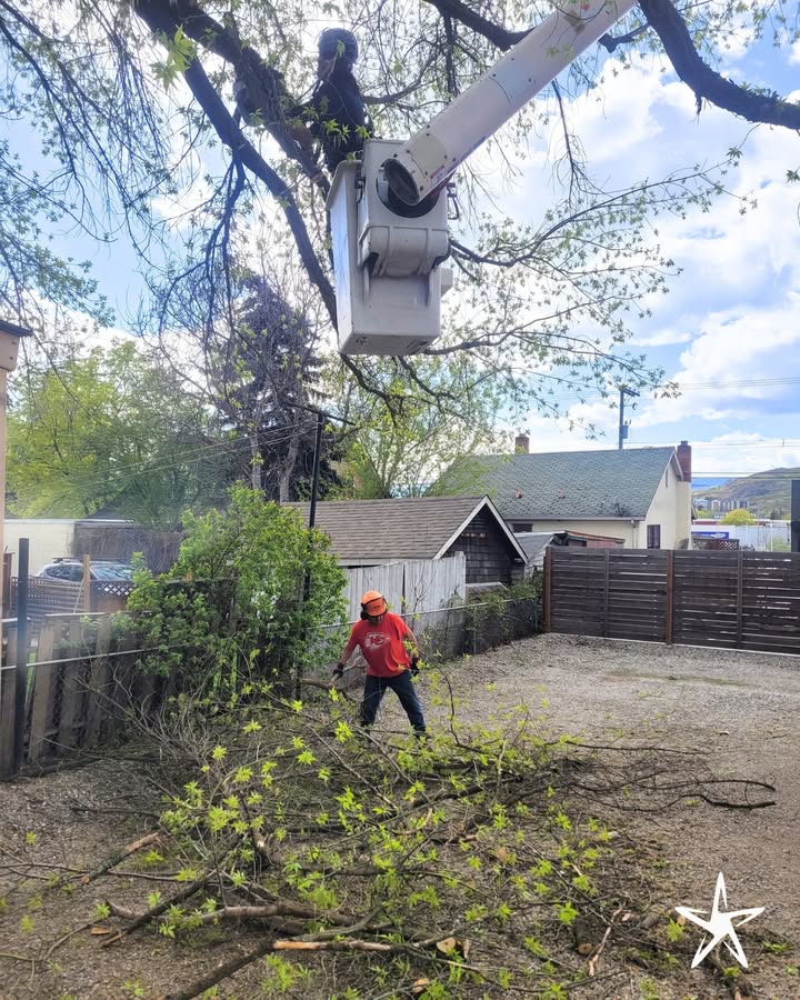 silverstartree's tweet image. 🌲 Safe, Skilled &amp;amp; Ready to Trim  
Our skilled team tackles every branch with safety and precision, from up high in the bucket to clean-up on the ground.

Visit us at silverstartree.com

#TreeTrimming #TreeCareExperts #SilverStarTreeService #ArboristLife #SafeAndClean