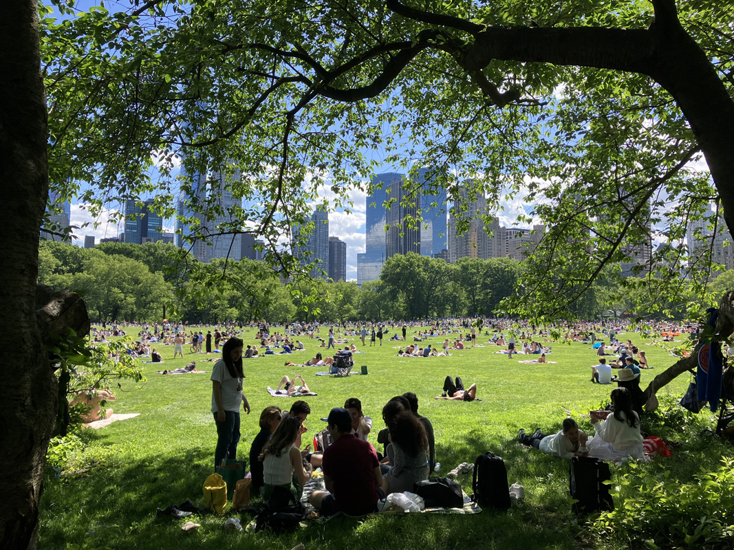 SiegelNYDN's tweet image. Perfect Memorial Day weather filled the Sheep Meadow in @CentralParkNYC